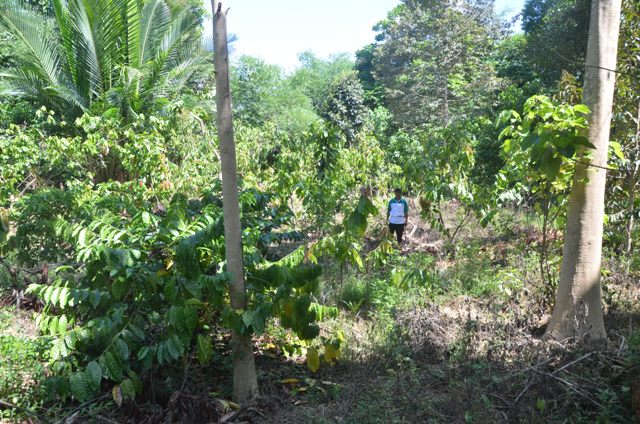Kebun campur kopi jenis liberika ditanam di bawah Pohon Jati Putih 